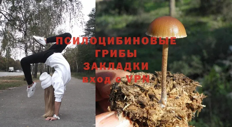 Псилоцибиновые грибы Psilocybe  kraken вход  Курчалой 